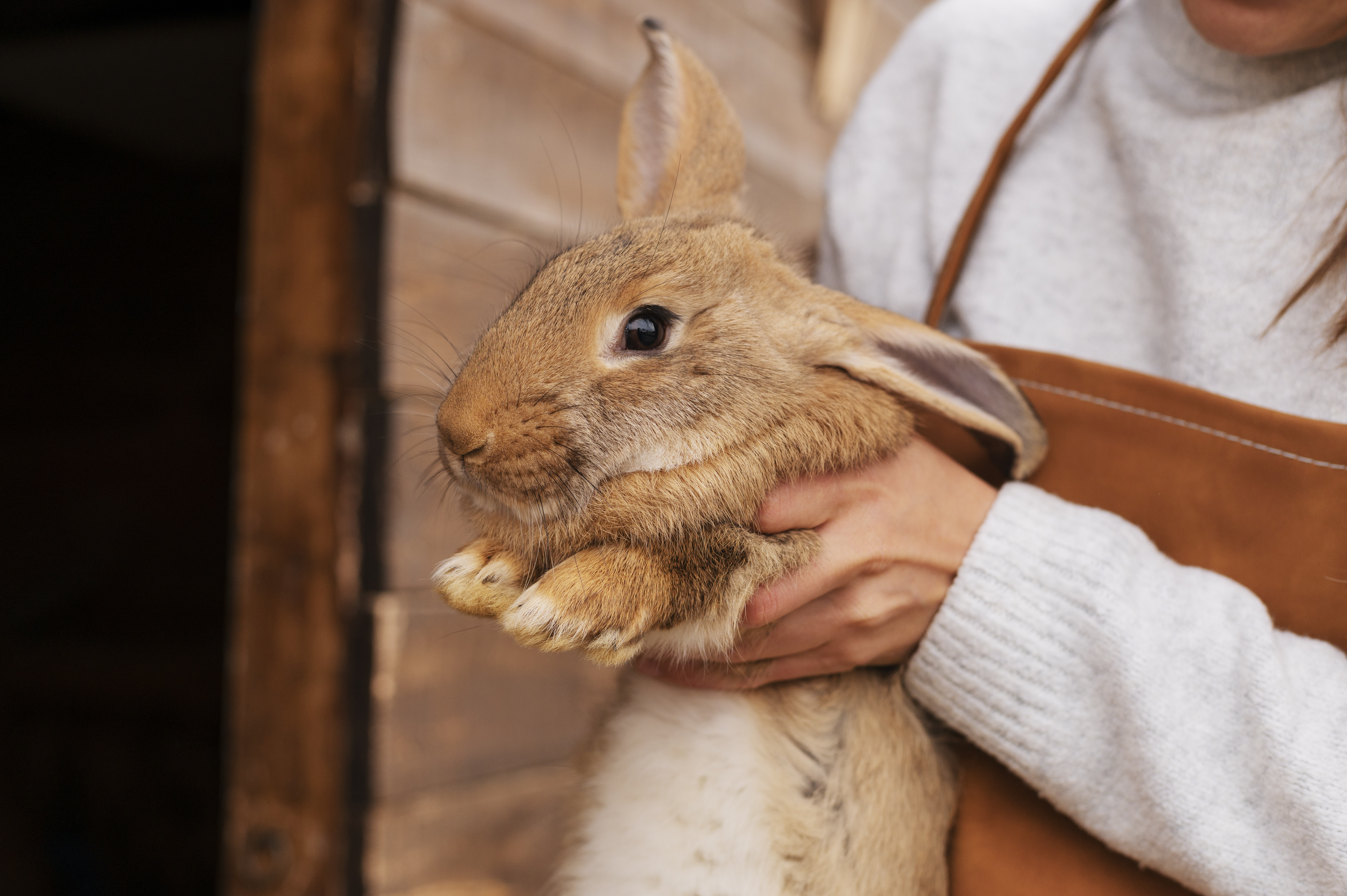 Rabbit Grooming