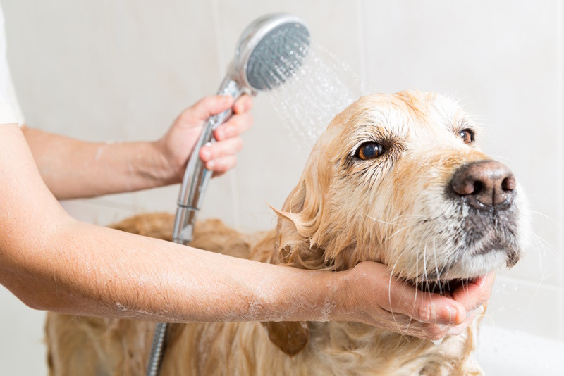 Golden Retriever Taking A Bath 135pixels Shutterstock