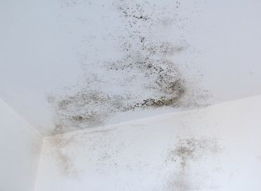 Mold Cleaning