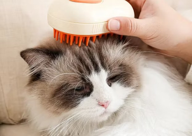 Bath And Brush Cat