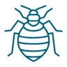 Bed Bug