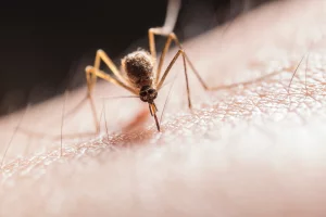 mosquitoes killer ksa
