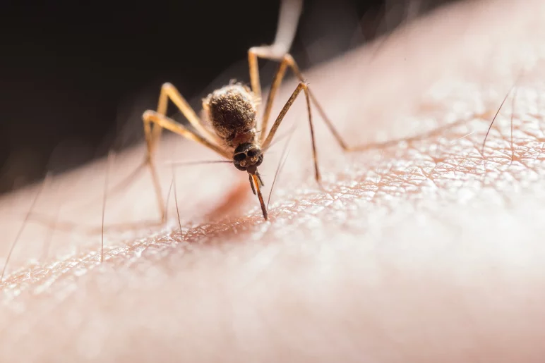 mosquitoes in Dubai