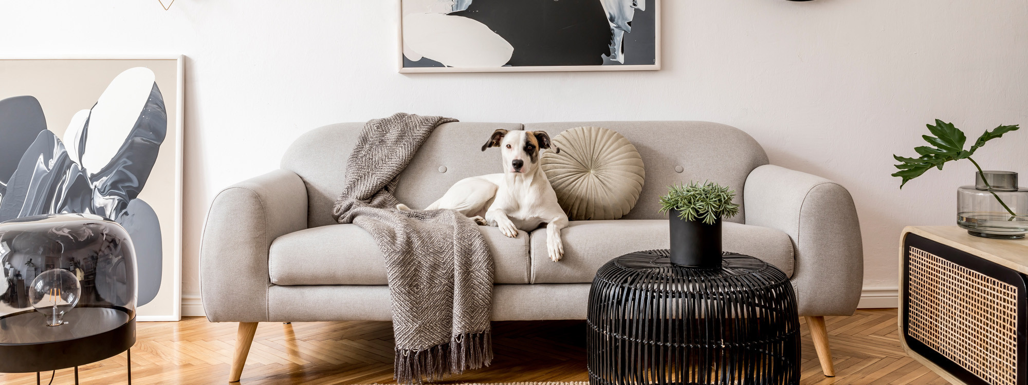 bed bugs, pest control services, exterminator for bed bugs