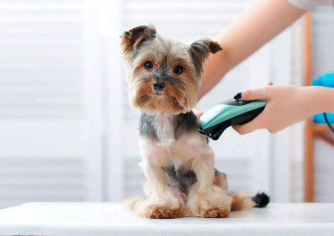 Grooming Preventive Care